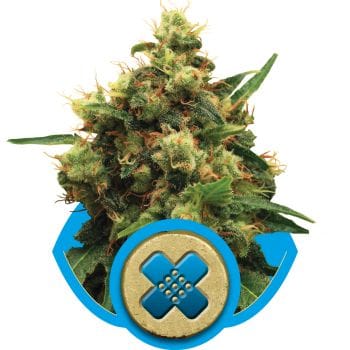 Painkiller XL CBD Feminised Seeds-RQS-PNKLXL-CBD-FEM