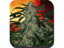 Deimos Auto Feminised Seeds-BS-SBSF050002