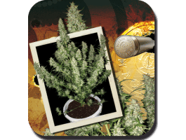 Magnum Auto Feminised Seeds-BS-SEMBUS05F9000