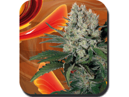 Syrup Auto Feminised Seeds-BS-SBSF050003