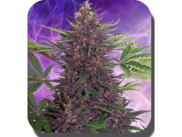 Purple Kush Auto Feminised Seeds-BS-SBSF050004