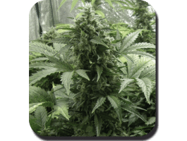 White Dwarf Auto Feminised Seeds-BS-SBS3440
