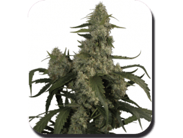 Quasar Auto Feminised Seeds-BS-SBSF050001