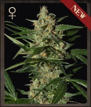 Damnesia Auto Feminised Seeds-SH-DAMN-AUTO