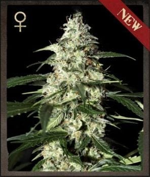 Skunk Auto Feminised Seeds-SH-SKNK-AUTO