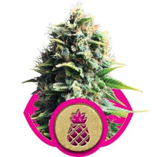 Pineapple Kush Feminised Seeds-RQS-PNKU-Fem