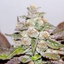 Mendocino Purple Kush Feminised Seeds-MS-MPK-Fem