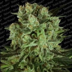 Durga Mata 2 CBD Feminised Seeds-PARA-1059