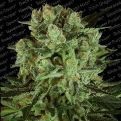 Durga Mata 2 CBD Feminised Seeds-PARA-1059