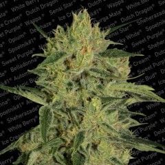 Nebula 1:1 CBD Feminised Seeds-PARA-1060
