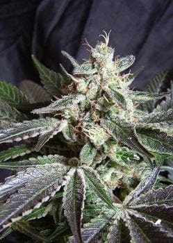 Black Jack F1 Fast Feminised Seeds-SS-BLKJ-FAST-Fem