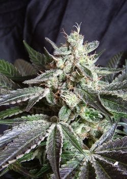 Black Jack F1 Fast Feminised Seeds-SS-BLKJ-FAST-Fem