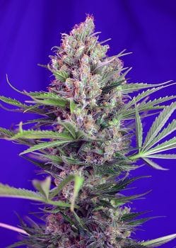 Cream Mandarine F1 Fast Feminised Seeds-SS-CRMR-FAST-Fem