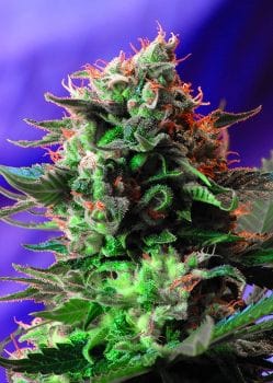 Jack 47 F1 Fast Feminised Seeds-SS-JCK47-FAST-Fem