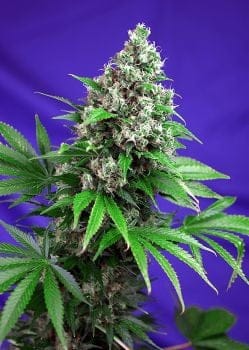 Killer Kush F1 Fast Feminised Seeds-SS-KLK-FAST-Fem
