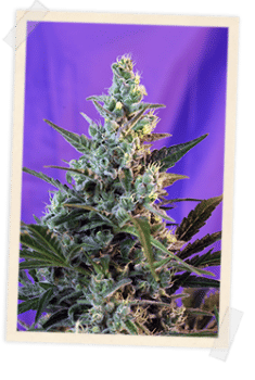 Sweet Skunk F1 Fast Feminised Seeds-SS-SWSK-FAST-Fem
