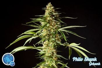 Philo Skunk Feminised Seeds-PHIL-GOKNK-Fem
