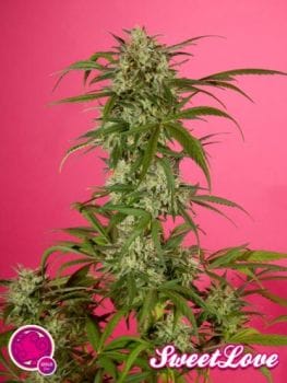 SweetLove Feminised Seeds-PHIL-SWLV-Fem