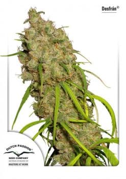 Desfran Feminised Seeds-DP-DESF-FEM