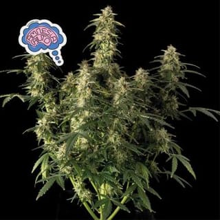 Amnesia Auto Feminized Seeds-auto-amnesia