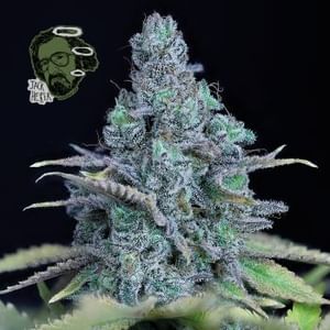 Jack Herer Feminized Seeds-jack-herer-fem