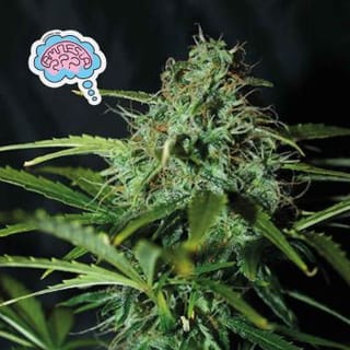 Amnesia Regular Seeds-SMAN-AMNS-REG