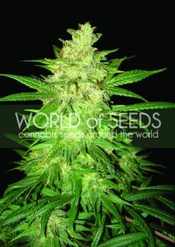 Colombian Gold Ryder (former Sweet Coffee Ryder) Auto Feminised Seeds-WOS-SCR-Auto-Fem