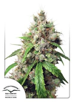 Euforia Auto Feminised Seeds-DP-EUF-AUTO-FEM