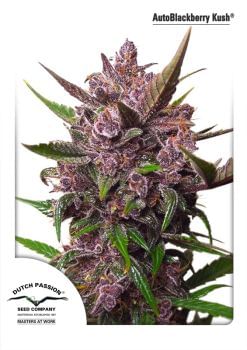 Blackberry Kush Auto Feminised Seeds-DP-BLKK-AUTO-FEM