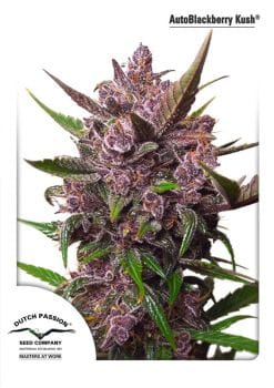 Blackberry Kush Auto Feminised Seeds-DP-BLKK-AUTO-FEM