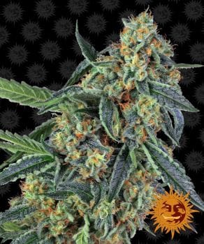 Cookies Kush Feminised Seeds-BFCOOK-Fem