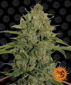 Triple Cheese Feminised Seeds-BFTRPLC-Fem