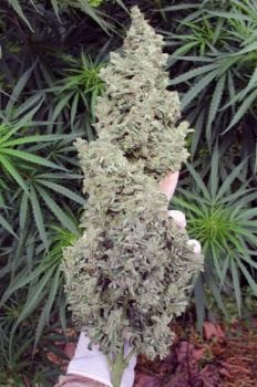 Ripley's OG Auto Feminised Seeds-MEPH-RIPL-AUTO-FEM