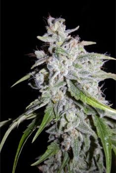 Walter White Auto Feminised Seeds-MEPH-WALT-AUTO-FEM