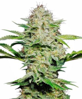 Sensi Skunk Auto Feminised Seeds-SEN-SNSK-AUTO