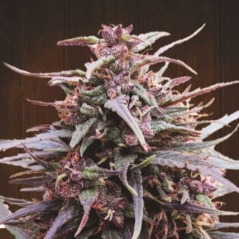 Purple Haze x Malawi Feminised Seeds-ACE-PRPLHxMW-FEM