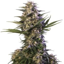 Kraken Feminised Seeds-BS-KRAK-FEM