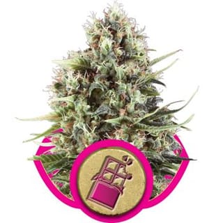 Chocolate Haze Feminised Seeds-RQS-CHOCH-Fem