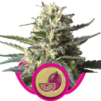Lemon Shining Silver Haze Feminised Seeds-RQS-LMNHZ-Fem