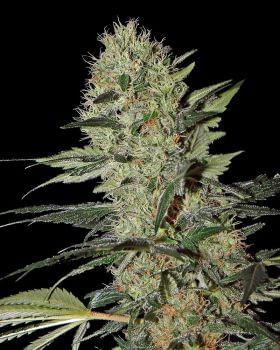 Exodus Cheese Auto Feminised Seeds-gh-exodus-cheese-auto-fem