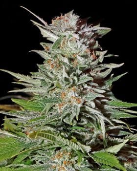 Super Lemon Haze Auto Feminised Seeds-gh-super-lemon-hz-auto