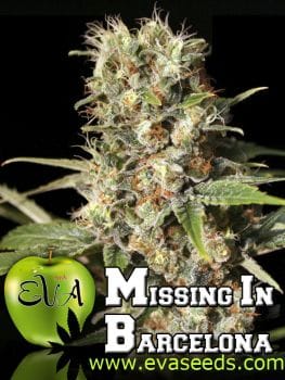 Missing in Barcelona (M.I.B.) Feminised Seeds-EVA-MIB-FEM