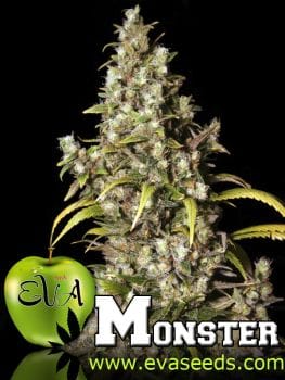 Monster Feminised Seeds-EVA-MNSTR-FEM