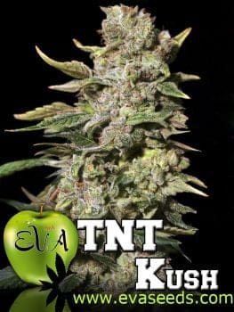 TNT Kush Feminised Seeds-EVA-TNTK-FEM