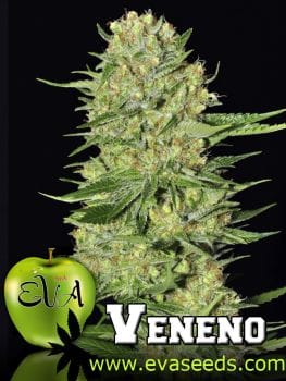 Veneno Feminised Seeds-EVA-VENEN-FEM