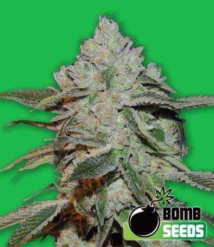 Atomic Feminised Seeds-BOMB-ATOM-FEM