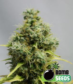 Big Bomb Feminised Seeds-BOMB-BIGB-FEM