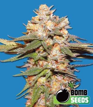Big Bomb Auto Feminised Seeds-BOMB-BIGB-AUTO-FEM