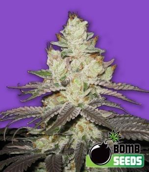 Killer Purps Feminised Seeds-BOMB-KILPRP-FEM