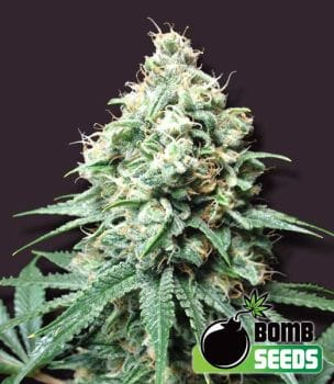 Kush Bomb Feminised Seeds-BOMB-KUSHB-FEM